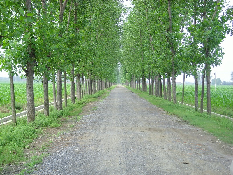 湖北水建工程案例—趙集泥結(jié)石路面